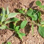 Lantana achyranthifolia Frunză