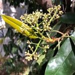 Photinia serratifolia Blodyn
