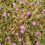 Spergularia purpurea Blüte