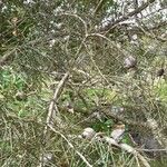 Hakea sericea Sonstige