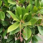 Pieris japonica List