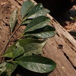 Erythroxylum emarginatum Φύλλο