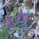 Ajuga pyramidalis Habit