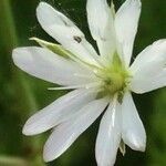 Stellaria graminea花