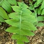 Cirsium erisithalesBlad