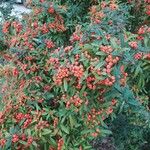 Pyracantha koidzumii Frucht