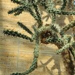 Cylindropuntia imbricata Агульны выгляд