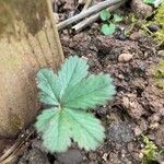 Potentilla anglica पत्ता