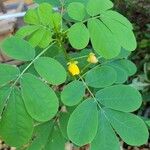 Cassia obtusifolia Leaf