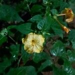 Mirabilis jalapa Kvet