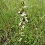 Ophrys apifera Hábitos