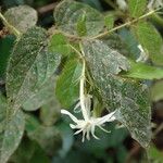 Jasminum preussii Hoja