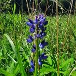 Lupinus polyphyllusÇiçek