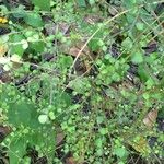Pittosporum × obcordatum Tervik taim