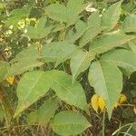 Acrocarpus fraxinifolius Ravina