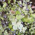 Spirodela polyrhiza Folha