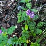 Galeopsis pyrenaicaFlower