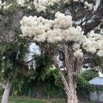 Melaleuca linariifoliaΛουλούδι