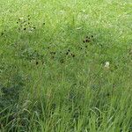 Sanguisorba officinalis Natur