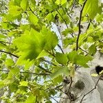 Platanus occidentalis Folha