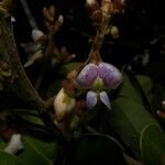 Machaerium biovulatum फूल