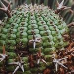 Euphorbia stellispina Hoja