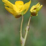 Utricularia australis Kukka