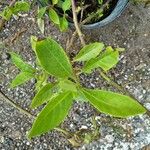 Gynura procumbens Fulla