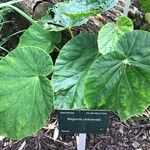 Begonia chitoensis Hoja