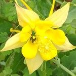 Aquilegia chrysantha Blüte