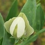 Lathyrus ochrus Flor