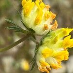 Anthyllis vulneraria Blüte