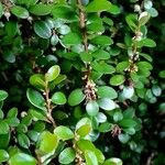 Myrsine africana Likasa