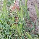 Hordeum murinum Habit