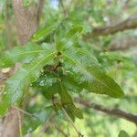 Ochna gamostigmata Hoja
