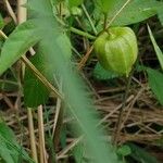 Physalis angulata Fruchs