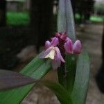 Polystachya rhodoptera Flower