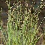 Juncus tenageia Alkat (teljes növény)