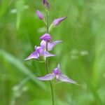 Cephalanthera rubra Blomst