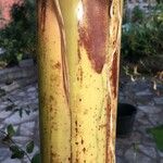 Musa basjoo പുറംതൊലി