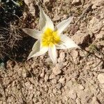 Tulipa biflora 花