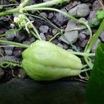 Sechium edule Φρούτο