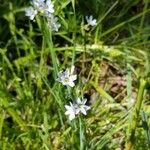 Sisyrinchium montanum Kwiat