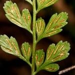Asplenium cuneatum Leaf
