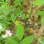 Ranunculus abortivus Fleur