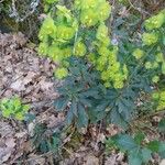 Euphorbia amygdaloidesFlower