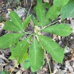 Arisaema dracontium Blatt