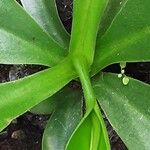 Nepenthes alata Hábito