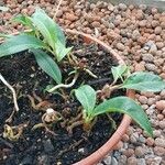 Anthurium scandens Hoja