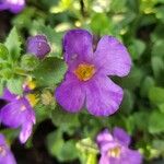 Sutera cordata Fula